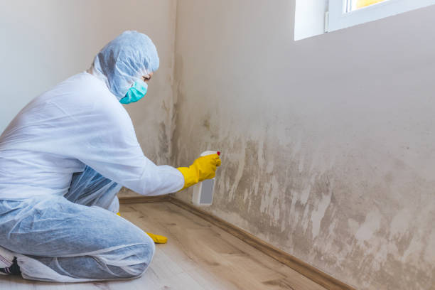 Licensed Basement Mold Removal service in Litchfield Park, AZ - WQB Mold Removal