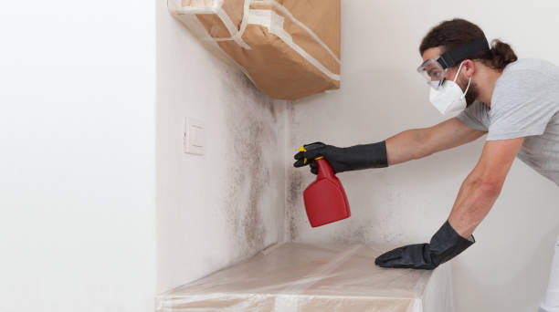 Professional Basement Mold Removal technician working in Litchfield Park, AZ