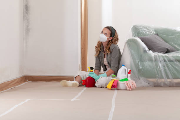 Reliable Basement Mold Removal contractor in Litchfield Park, AZ by WQB Mold Removal