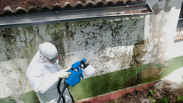 Top rated local Basement Mold Removal specialists in Litchfield Park, AZ